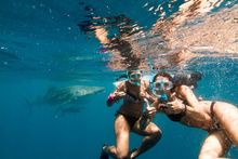 Whale Shark season starts a month early at Ningaloo Reef