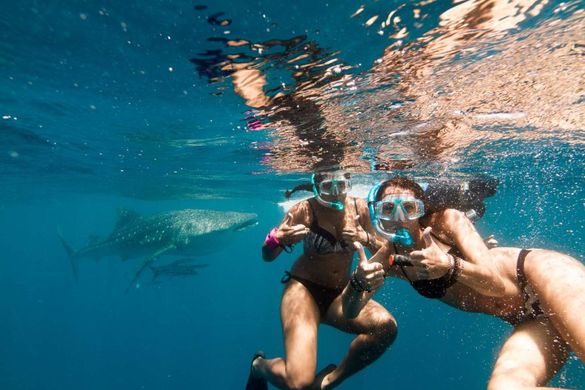 Whale Shark season starts a month early at Ningaloo Reef