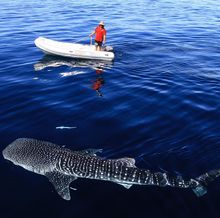 Whale Shark season starts a month early at Ningaloo Reef