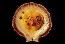 Scallop with green tree ants