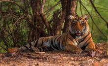 New Jungle Book itinerary in India