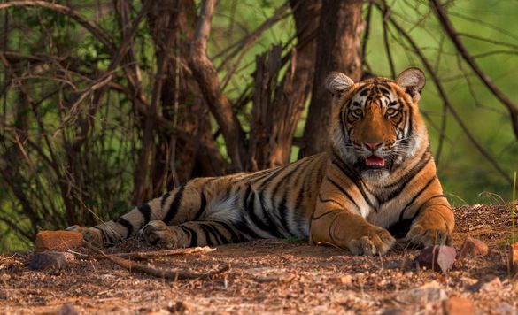 New Jungle Book itinerary in India