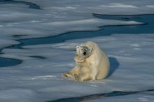 Polar bear, Northwest Passage
