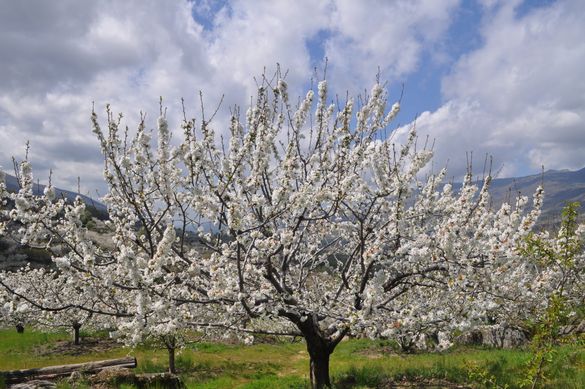 Cherry Blossom in Valle del Jerte