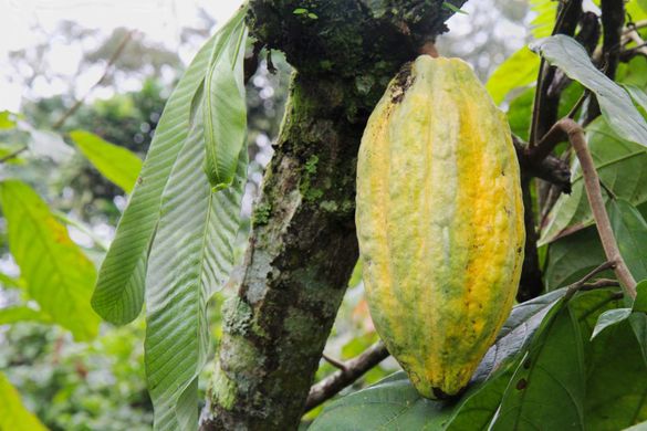 Arriba cocoa bean ripening on a plantation in Ecuador