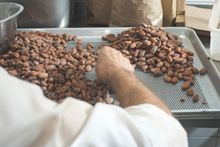 Hand-sorting Ecuadorean cacao