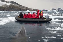 Marine Mammals, Antarctica 
