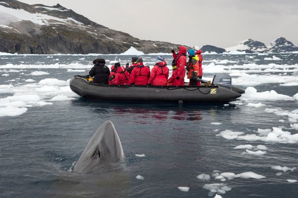 Marine Mammals, Antarctica Marine Mammals, Antarctica