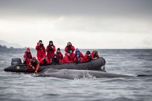 Marine Mammals Antarctica