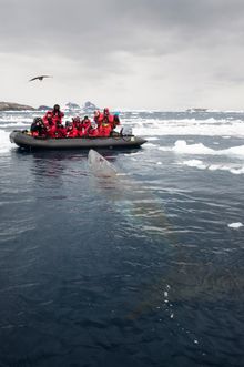 Marine mammals Antarctica