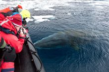 Marine Mammals Antarctica