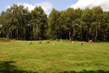 Nine Ladies stone circle