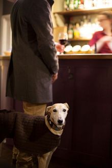 Dog Friendly