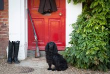 Dog Friendly 