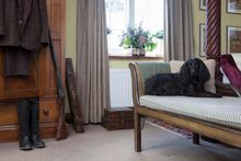 Dog Friendly 