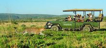 Safari Drive