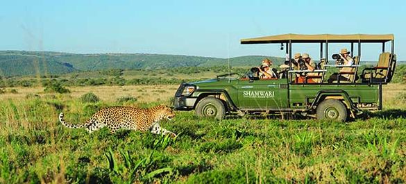 Safari Drive