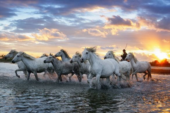 wild white horses photography holiday in france