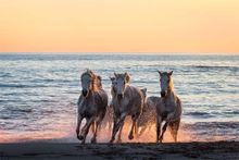 wild white horses photography holiday in france