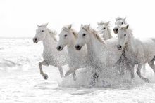 wild white horses photography holiday in france