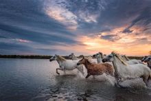 wild white horses photography holiday in france