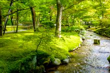 Eikando Temple Kyoto moss garden