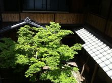 Machiya Maple tree Kyoto