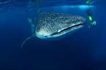 Whale shark