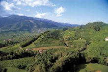 Prosecco Vineyards