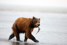 Brown Bears At Silver Salmon Creek By Chris McLennan