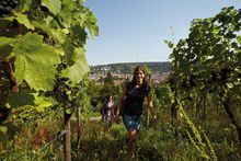 Wine Hills near Stuttgart