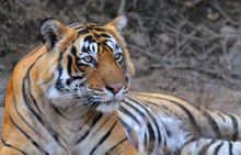 A tiger at Ranthambore National Park, India