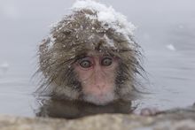 Snow Monkey (Macaque) keeping warm in Jōshin'etsu-kōgen National Park's onsen (natural hot spring)