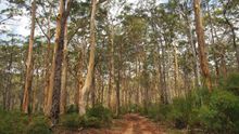 Karri Forest on the Cape to Cape Track