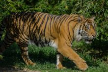 Sumatran Tiger