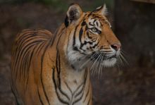 Sumatran Tiger