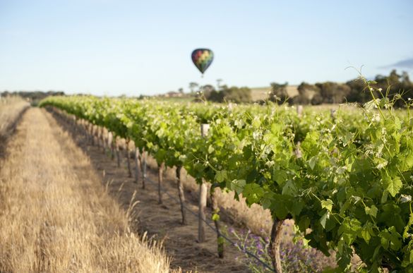 Air balloon over the Barossa Valley