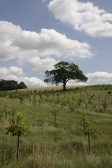 Young trees in The National Forest
