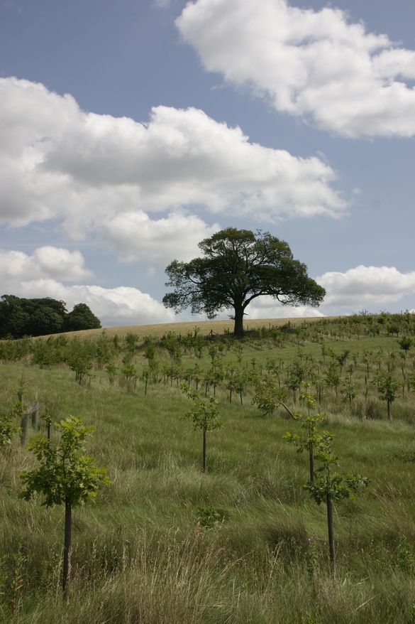 Young trees in The National Forest