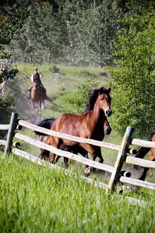 Driving the horses into the corral, Echo Valley Ranch & Spa, British Columbia