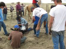 Branding time, Lonesome Spur Working Guest Ranch, Montana (Ranch Rider)
