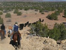Driving the herd, Creek Working Cattle & Guest Ranch, New Mexico, (Ranch Rider)