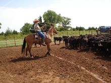 Roping cattle, Island Guest Ranch, Oklahoma 