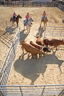 Team penning, Tanque Verde Resort Ranch, Arizona (Ranch Rider)