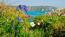 Guernsey's Clifftop Bluebells