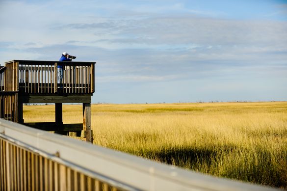 Outdoor walking paths through the marshland abound along the Creole Nature Trail