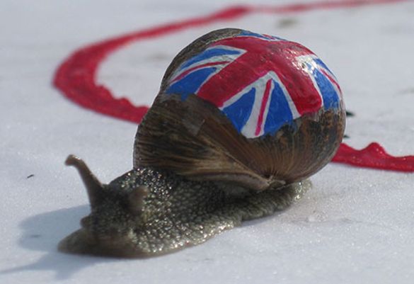 World Snail Racing Championship World Snail Racing Championship