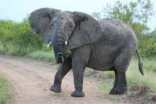 Kruger National Park, South Africa (seven day Kruger, Swazi & Durban)