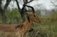 Impala, Kruger safari, South Africa (seven day Kruger, Swazi & Durban)