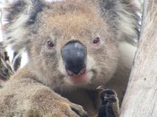Koala Clancy, the wild koala hero of our foundation